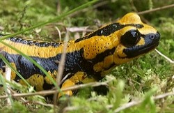 Feuersalamander